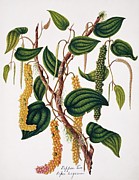 Black Pepper Growing On The Vine Photograph by Science Photo Library