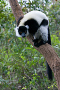 Black Ruffed Lemur Photograph by Science Photo Library