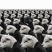 Black Sheep Amongst White Sheep Photograph by Andrew Bret Wallis