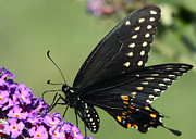 Black Swallowtail Photograph by Theo