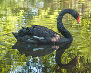 Black Swan Photograph by Mike Covington