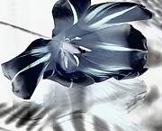 Black Tulip Photograph by Andrea Lazar