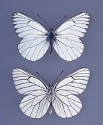 Black-veined White Butterfly Photograph by Science Photo Library