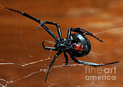 Black Widow Spider Photograph by Francesco Tomasinelli Black Widow Spider Photograph by Francesco Tomasinelli