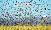 Blackbirds and Geese Photograph by Steven Ralser