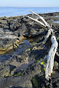 Blackrock Beach Driftwood Florida Photograph by Bruce Gourley