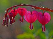 Bleeding Heart Photograph by Juergen Roth