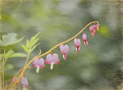 Bleeding Hearts Photograph by Kim Hojnacki
