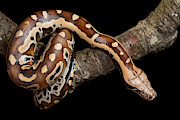 Blood Python Python Brongersmai Photograph by David Kenny