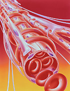 Blood Vessel Photograph by Science Photo Library