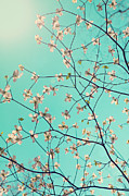 Bloom Photograph by Kim Fearheiley