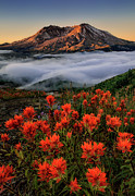 Blooming Photograph by Lydia Jacobs
