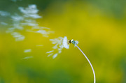 Blown Away Photograph by Sebastian Musial