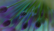 Blue Allium Photograph by Rudy Viereckl