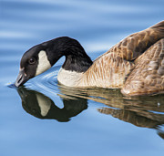 Blue Goose Reflecting Photograph by Bill and Linda Tiepelman