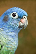 Blue-headed Parrot Photograph by Science Photo Library