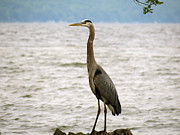 Blue Heron Blue Day Photograph by Azthet Photography