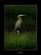 Blue Heron in Grass Photograph by Deborah Smith