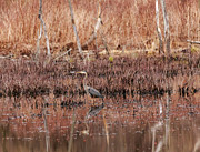 Blue Heron in the Golden Hour Photograph by Mary Lou Chmura