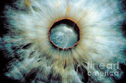 Blue Iris Photograph by Ralph C Eagle Jr