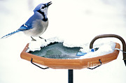 Blue Jay At Heated Birdbath Photograph by Steve and Dave Maslowski Blue Jay At Heated Birdbath Photograph by Steve and Dave Maslowski