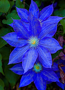 Blue on Blue Photograph by Dave Bosse