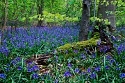 BlueBells Dancing Photograph by Mark Egerton