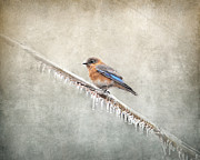 Bluebird Braving the Cold Photograph by Jai Johnson