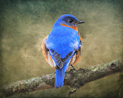 Bluebird Photograph by Jai Johnson