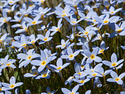 Bluets Photograph by Lara Ellis