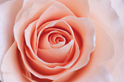 Blush Rose Photograph by Ana V Ramirez