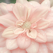 Blushing Dahlia Photograph by Julie Palencia