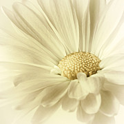 Body and Soul Photograph by Darlene Kwiatkowski