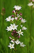 Bogbean (menyanthes Trifoliata) In Flower Photograph by Science Photo Library