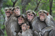 Bonnet Macaques Huddling Western Ghats Photograph by Thomas Marent