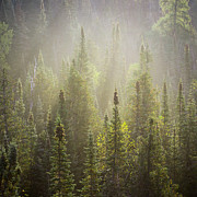 Boreal Morning Photograph by Jakub Sisak