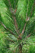 Bosnian Pine (pinus Heldreichii) Photograph by Science Photo Library