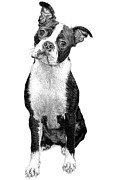 Boston Terrier Drawing by Rob Christensen