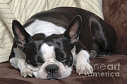 Boston Terrier Sleeping Photograph by Jean-Michel Labat Boston Terrier Sleeping Photograph by Jean-Michel Labat