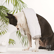 Boston Terrier Steam Therapy Photograph by Jean-Michel Labat