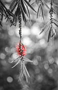 Bottlebrush Photograph by Carolyn Marshall