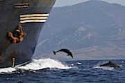 Bottlenose Dolphins Playing Photograph by M. Watson