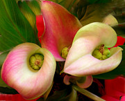 Bouquet Photograph by Jean Wolfrum