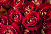 Boutique roses Photograph by Garry Gay
