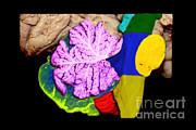 Brainstem, Cerebellum And Occipital Lobe Photograph by Living Art Enterprises Brainstem, Cerebellum And Occipital Lobe Photograph by Living Art Enterprises