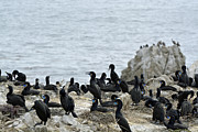 Brandt's Cormorant Colony at Point Lobos State Natural Reserve Photograph by Bruce Gourley
