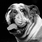 Brawny The Bulldog Photograph by Carolyn Brown Brawny The Bulldog Photograph by Carolyn Brown