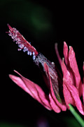 Brazilian Candle Flower Photograph by Science Photo Library