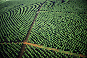 Brazilian Coffee Trees Photograph by Dick Davis
