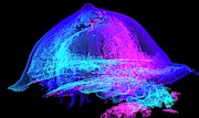 Breast Implant Photograph by Science Photo Library